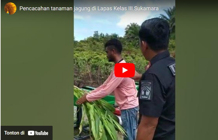 Pencacahan tanaman jagung di Lapas Kelas III Sukamara
